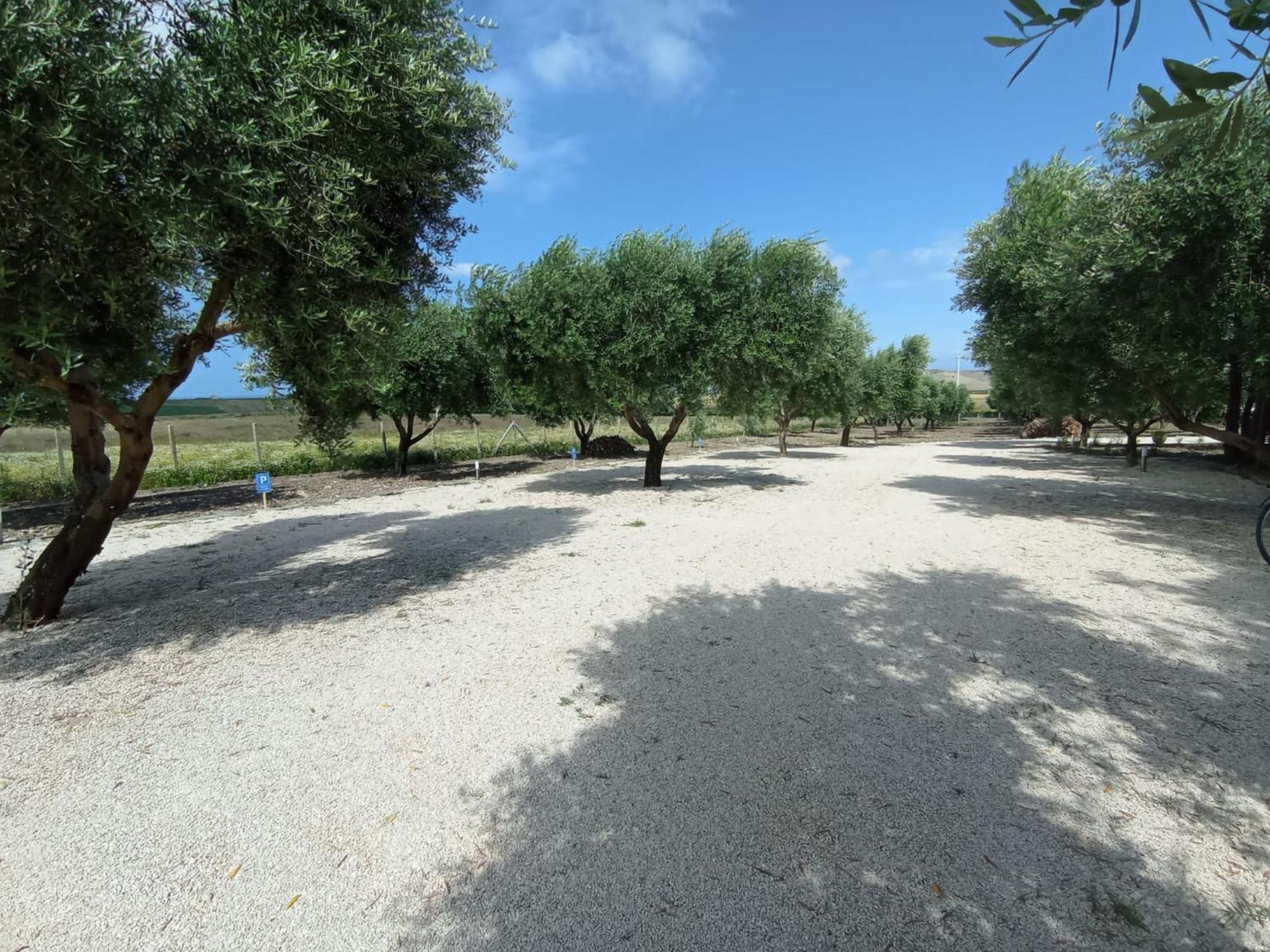 Tenuta Viale Degli Ulivi San Martino in Pensilis Kültér fotó